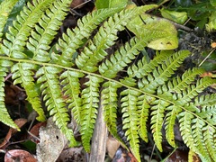 Polystichum setigerum