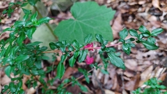 Fuchsia microphylla