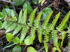 Polystichum setigerum