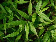 Oplismenus hirtellus