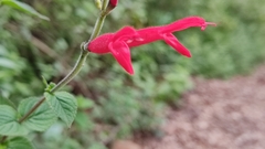 Salvia elegans