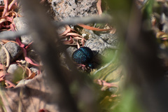 Cysteodemus wislizeni