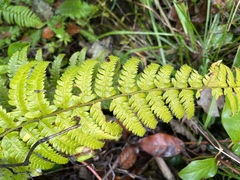 Polystichum setigerum