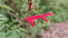 Salvia elegans