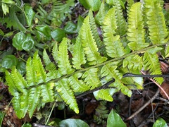 Polystichum setigerum