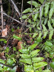 Polystichum setigerum