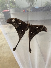 Coscinocera hercules