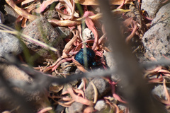 Cysteodemus wislizeni