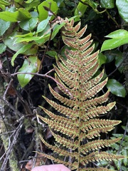 Polystichum setigerum