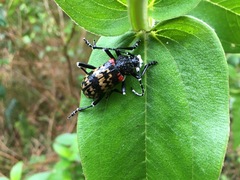 Poecilopeplus corallifer
