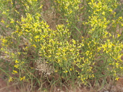 Gutierrezia microcephala