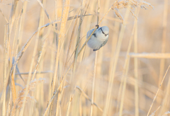 Cyanistes cyanus