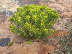 Gutierrezia microcephala