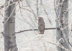 Strix uralensis