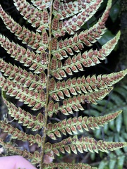 Polystichum setigerum