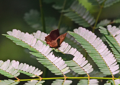 Surendra quercetorum