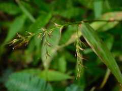 Oplismenus hirtellus