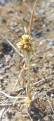 Cyperus acuminatus