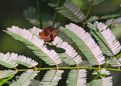 Surendra quercetorum