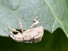 Dermatoxenus caesicollis