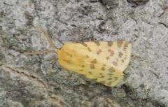 Diacrisia purpurata