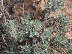 Artemisia nova