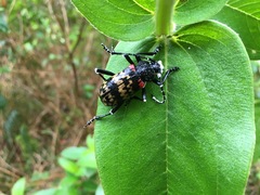 Poecilopeplus corallifer