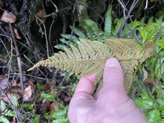Polystichum setigerum