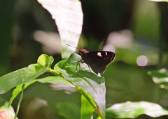 Notocrypta curvifascia