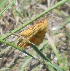 Diacrisia purpurata