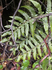 Polystichum setigerum