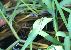 Ceriagrion cerinorubellum