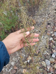 Artemisia sieversiana