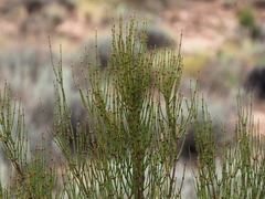 Ephedra viridis