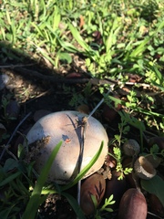 Agaricales