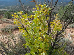 Fraxinus anomala