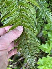 Polystichum setigerum