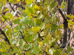Fraxinus anomala