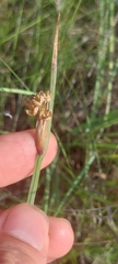 Sisyrinchium albidum