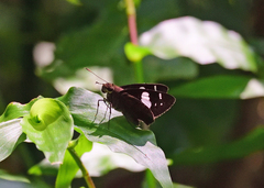 Notocrypta curvifascia