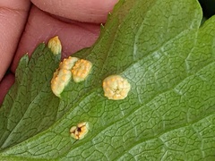 Puccinia smyrnii