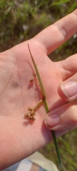 Sisyrinchium albidum