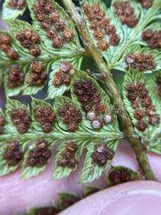 Polystichum setigerum