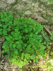 Acalypha ostryifolia