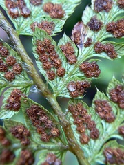 Polystichum setigerum