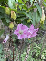 Calystegia sepium