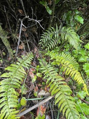 Polystichum setigerum