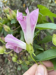 Calystegia sepium