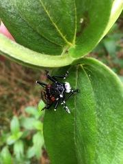 Poecilopeplus corallifer