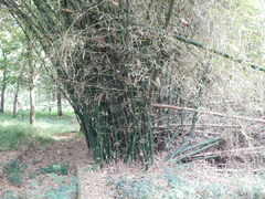 Bambusa vulgaris